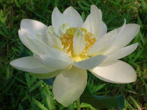 Nelumbo 'Carolina Snow'