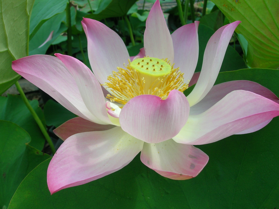 Nelumbo 'Charles Thomas' - immagine 2