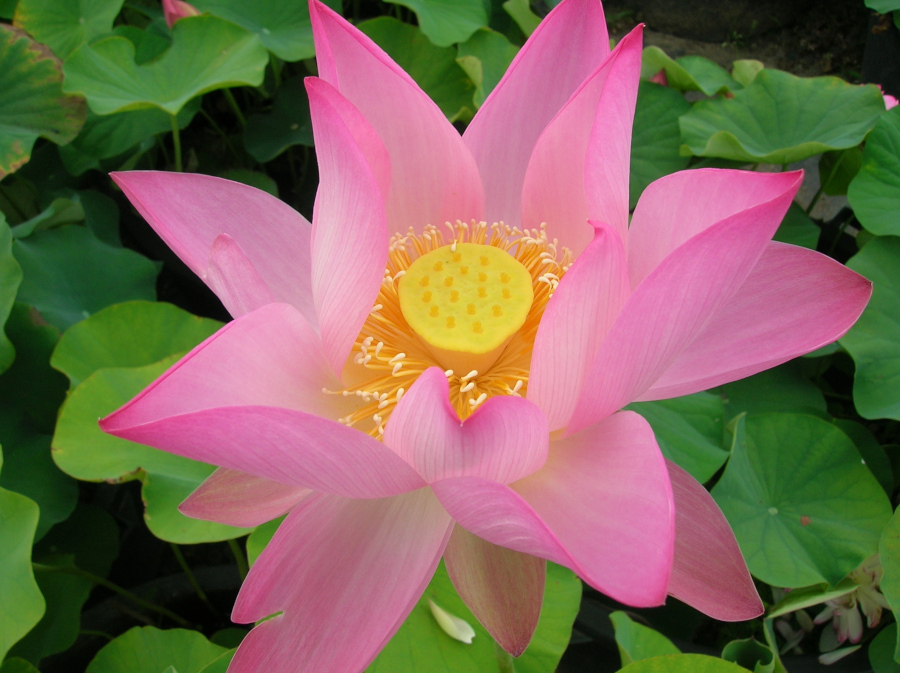 Nelumbo 'Charles Thomas'