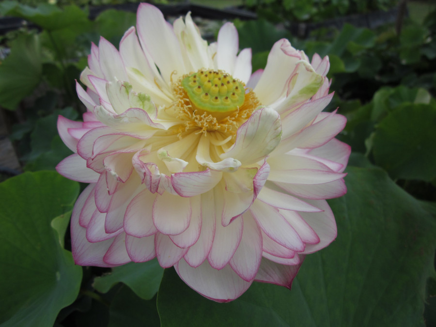 Nelumbo 'Lushan White'
