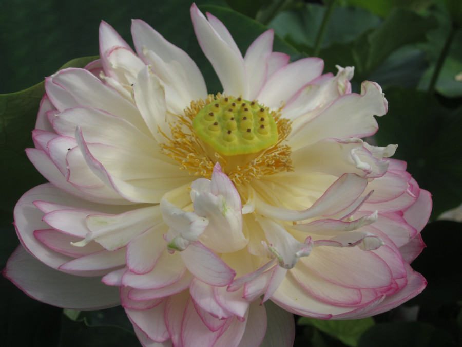 Nelumbo 'Lushan White' - immagine 2
