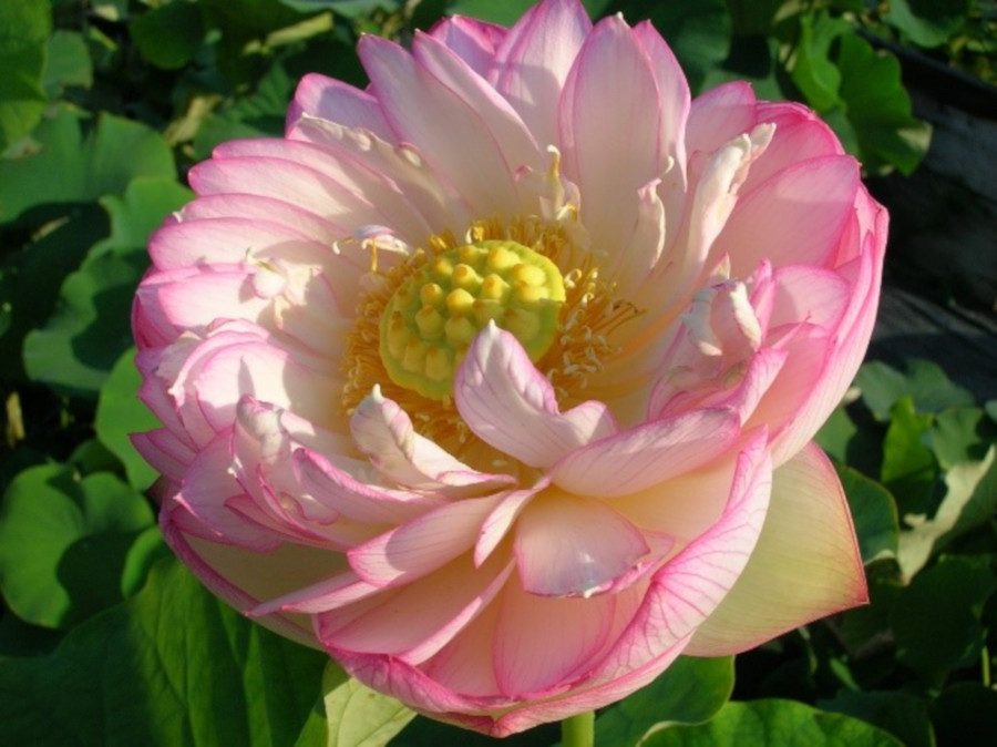 Nelumbo 'Lushan White' - immagine 3