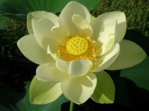 Nelumbo lutea