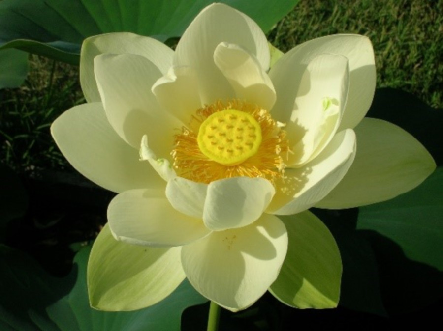 Nelumbo lutea