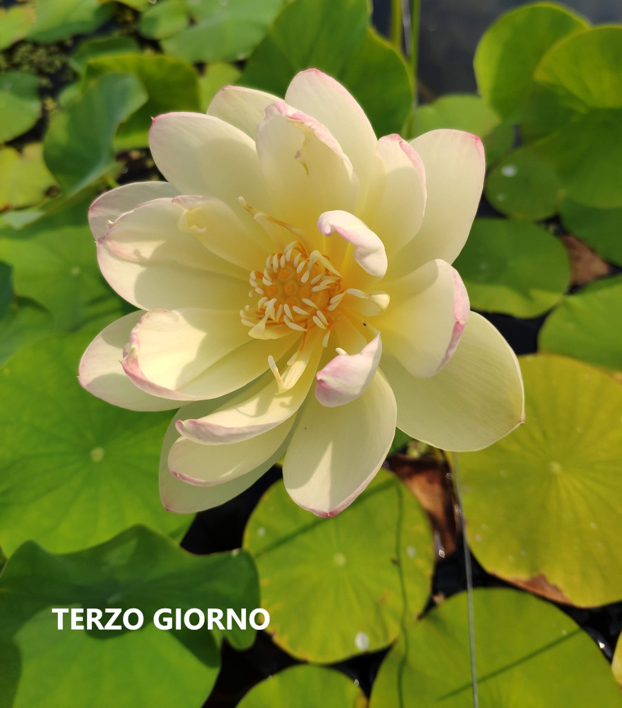 Nelumbo 'Man Shang Hong' - immagine 2