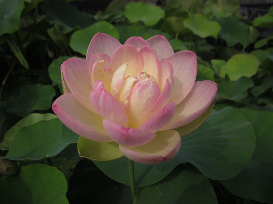 Nelumbo 'Man Shang Hong'
