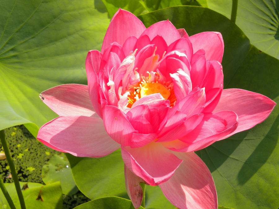 Nelumbo 'Rosea Plena' - immagine 2
