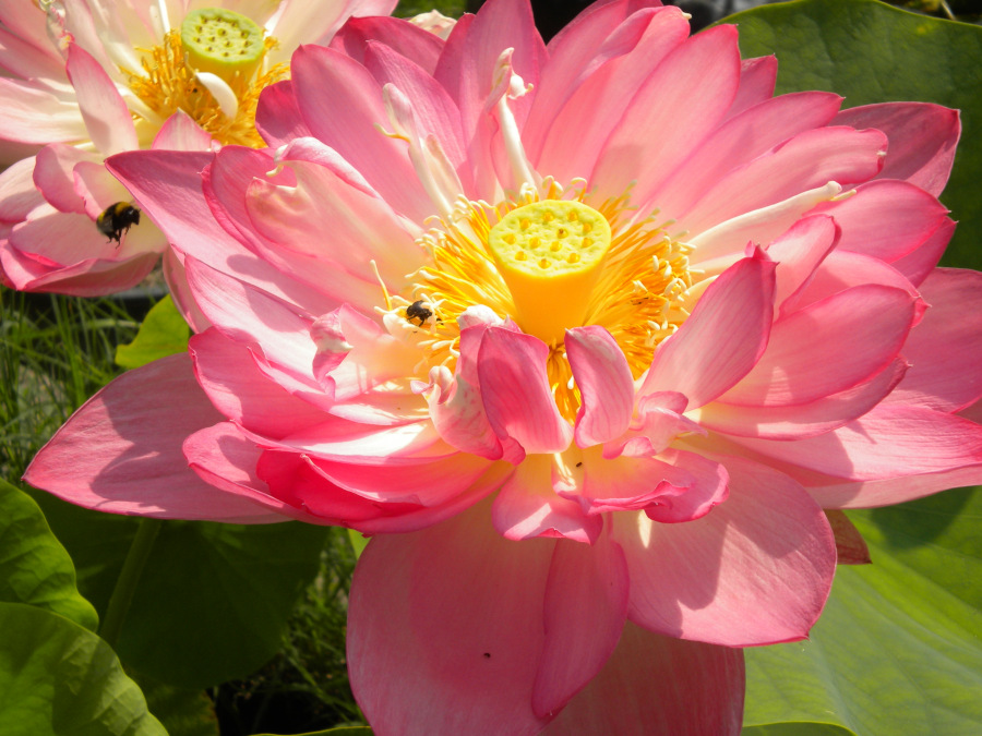 Nelumbo 'Rosea Plena' - immagine 3
