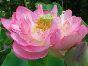 Nelumbo 'Rosea Plena'