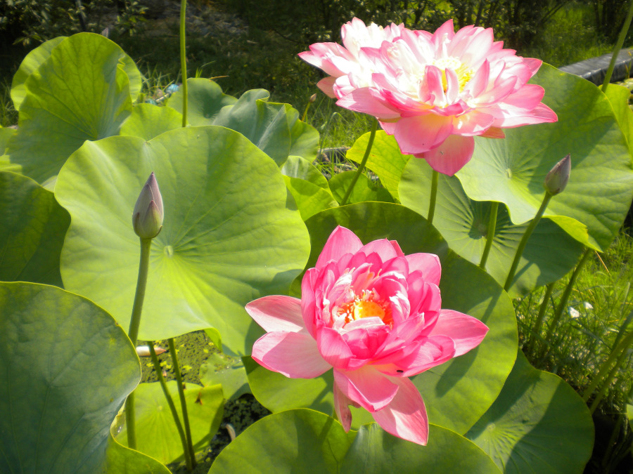 Nelumbo 'Rosea Plena' - immagine 4