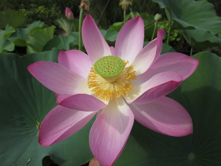 Nelumbo nucifera