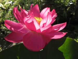 Nelumbo 'Red Korea'