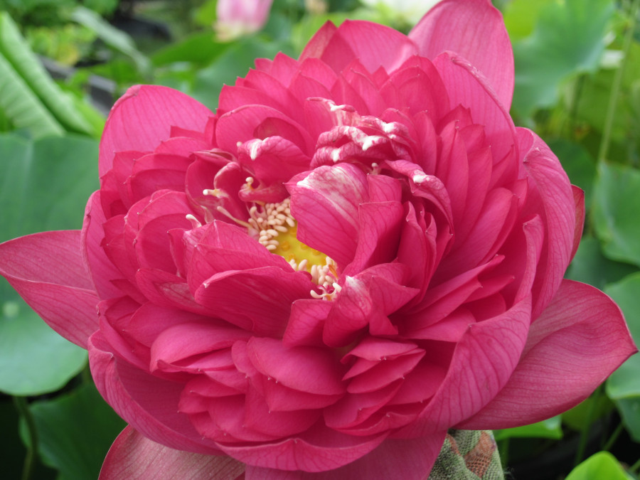 Nelumbo 'Red Sun' - immagine 2