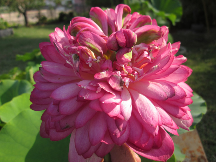 Nelumbo 'Red Sun' - immagine 3