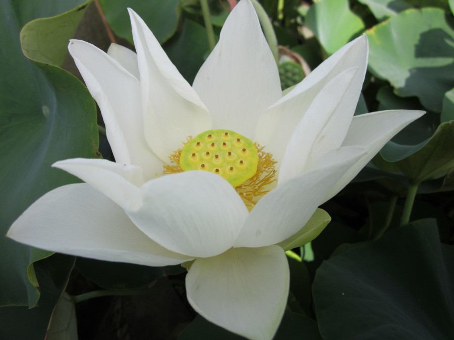 Nelumbo nucifera 'Shirokunshi' - immagine 2