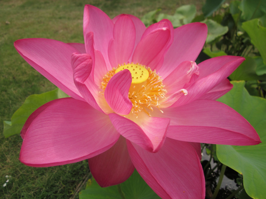Nelumbo 'Yozankoren'