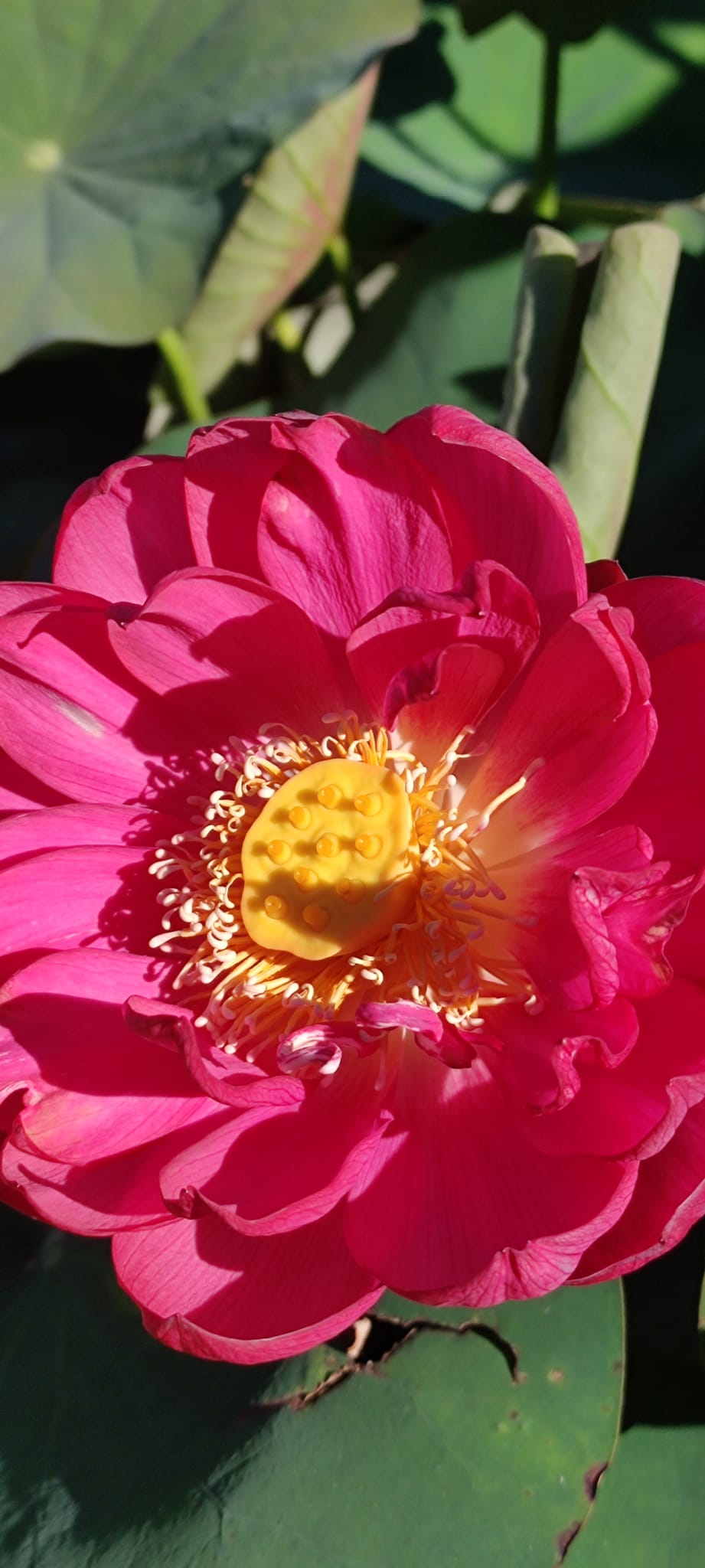 Nelumbo 'Red Korea' - immagine 2
