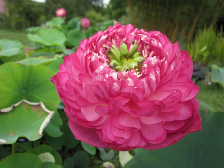 Nelumbo 'Red Sun'