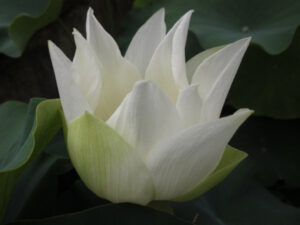 Nelumbo nucifera 'Shirokunshi'