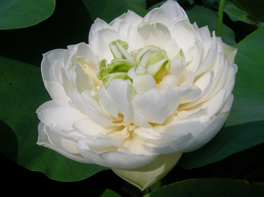Nelumbo 'Xiao Bitai'
