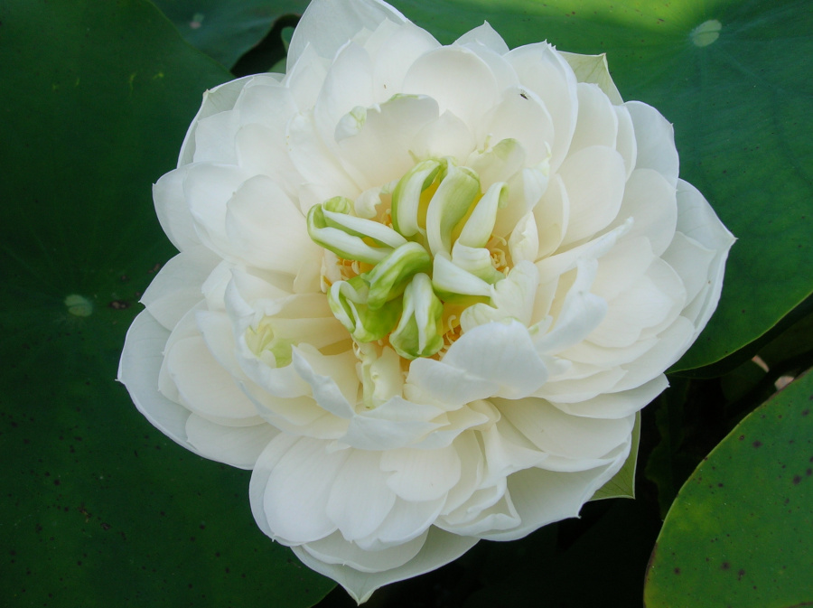Nelumbo 'Xiao Bitai' - immagine 2