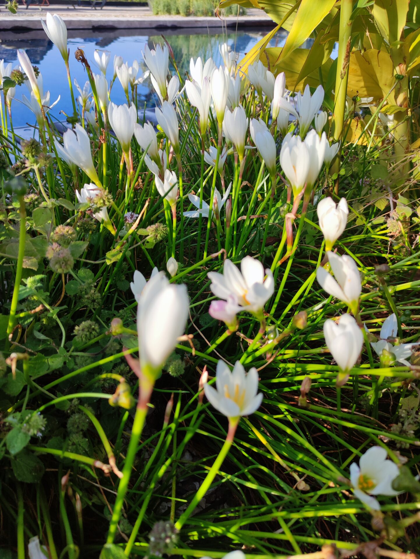 Zephyranthes candida - immagine 2