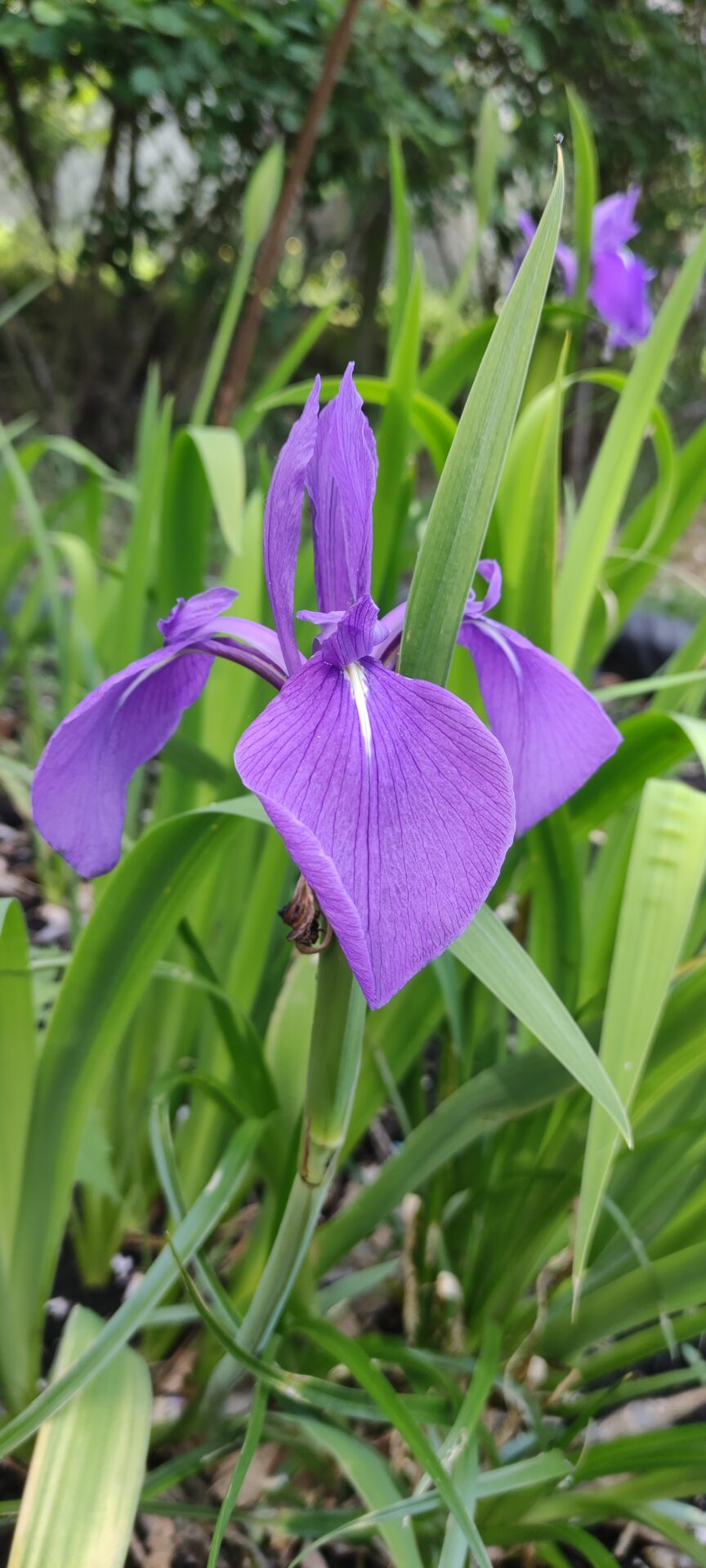 Iris ensata