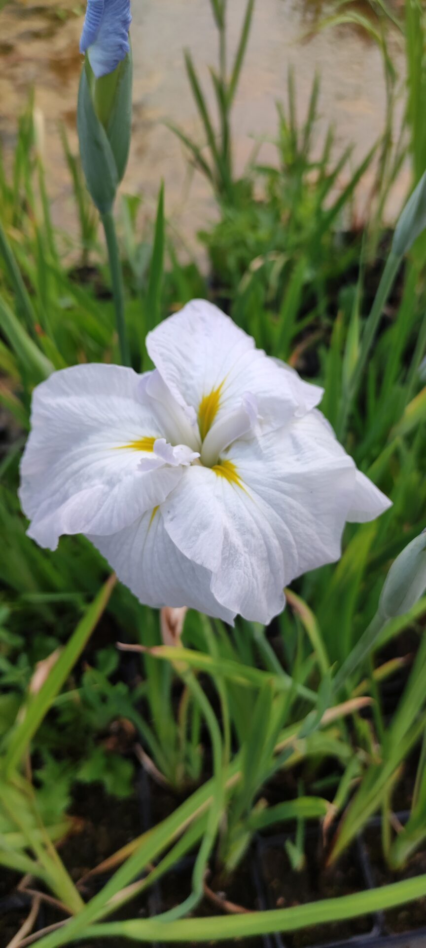 Iris ensata 'Apollo' - immagine 2