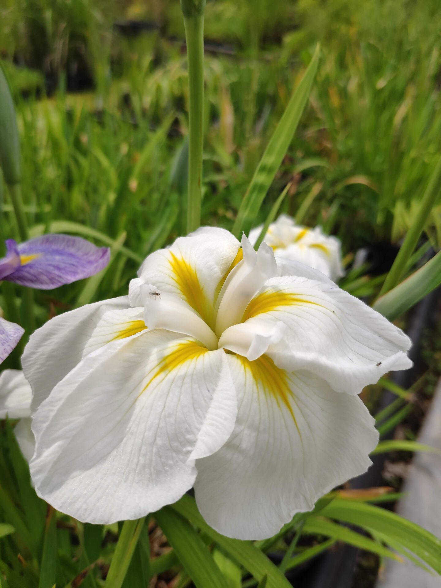 Iris ensata 'Majestic'