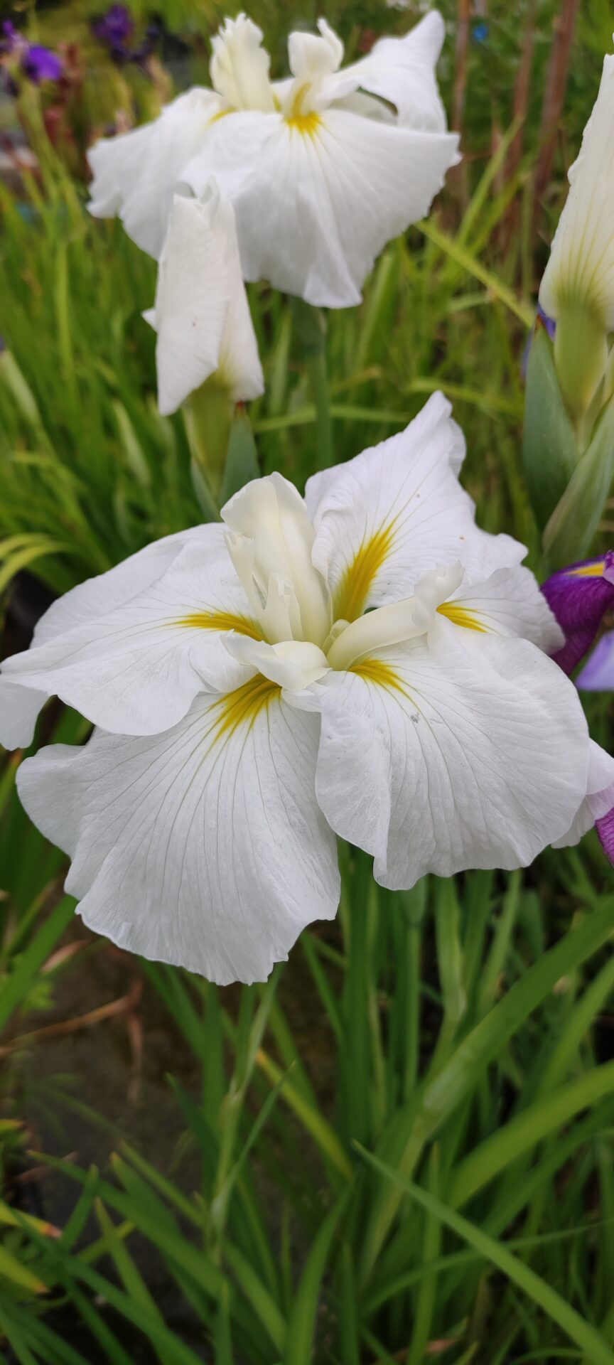 Iris ensata 'Majestic' - immagine 2