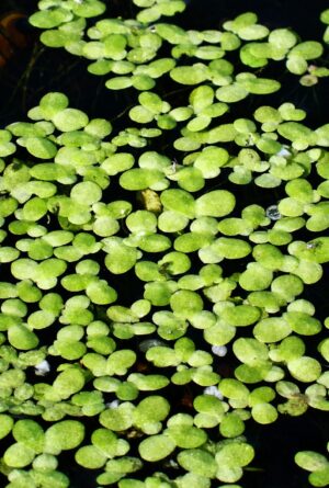 Lemna minor