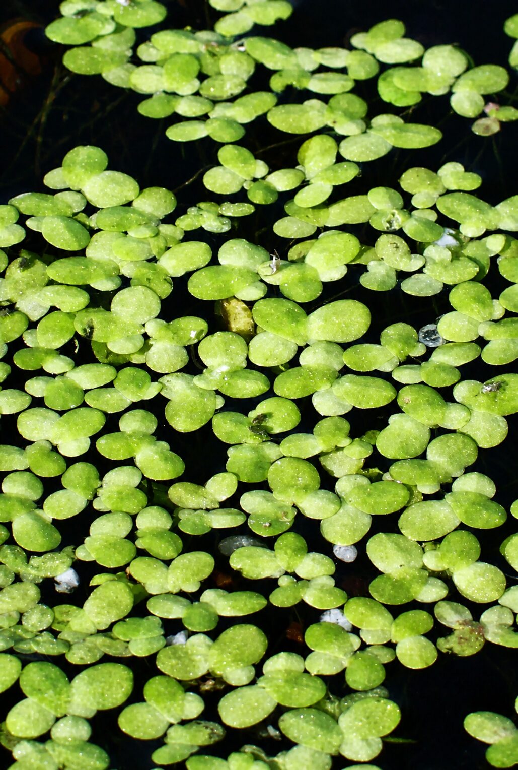 Lemna minor