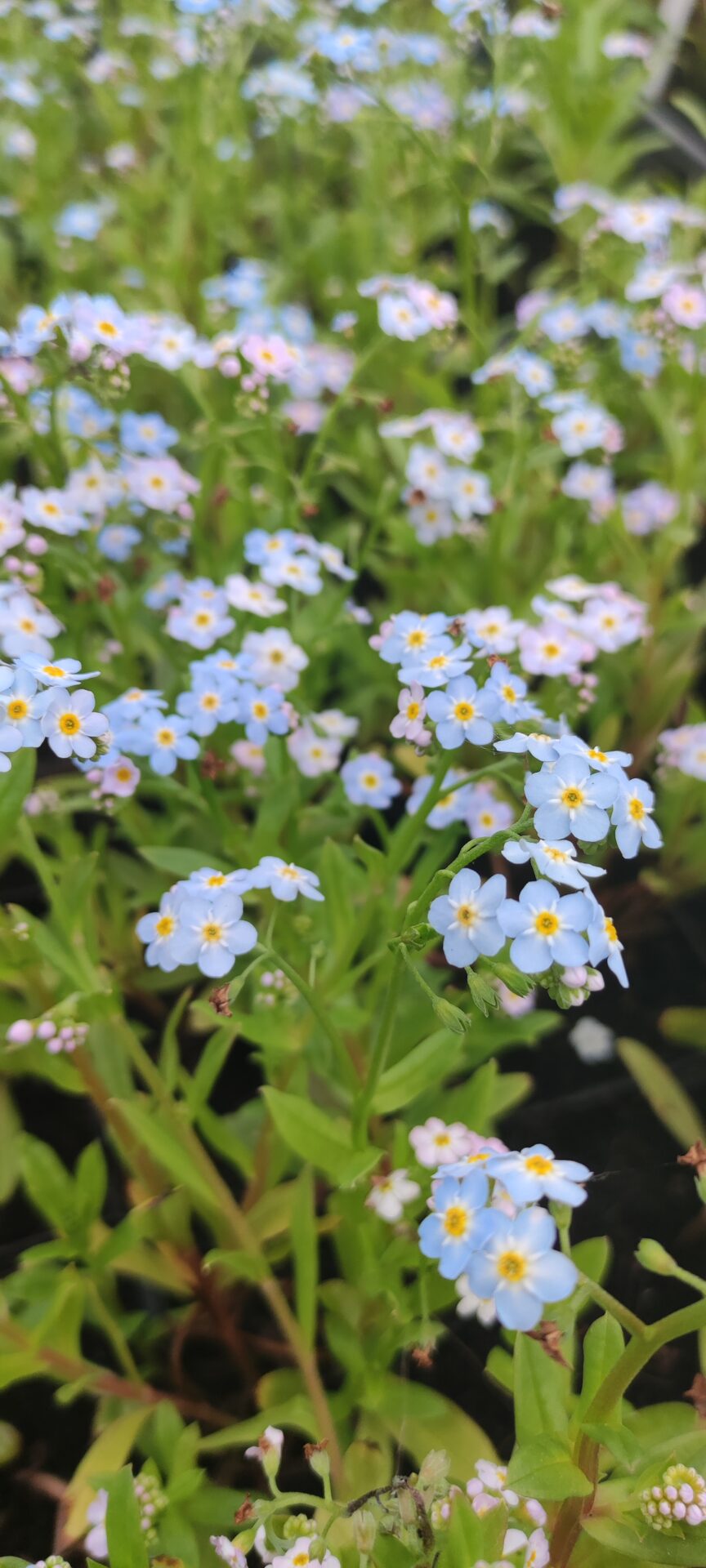 Myosotis scorpioides (sin. palustris) - immagine 3