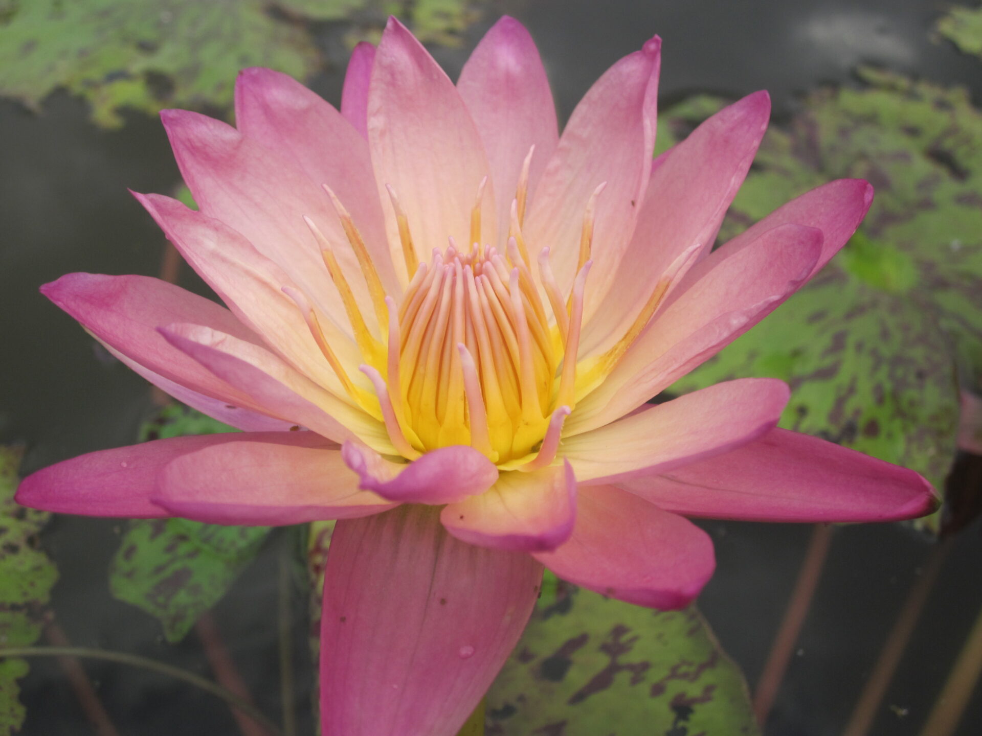 Nymphaea 'Albert Greenberg' - immagine 2