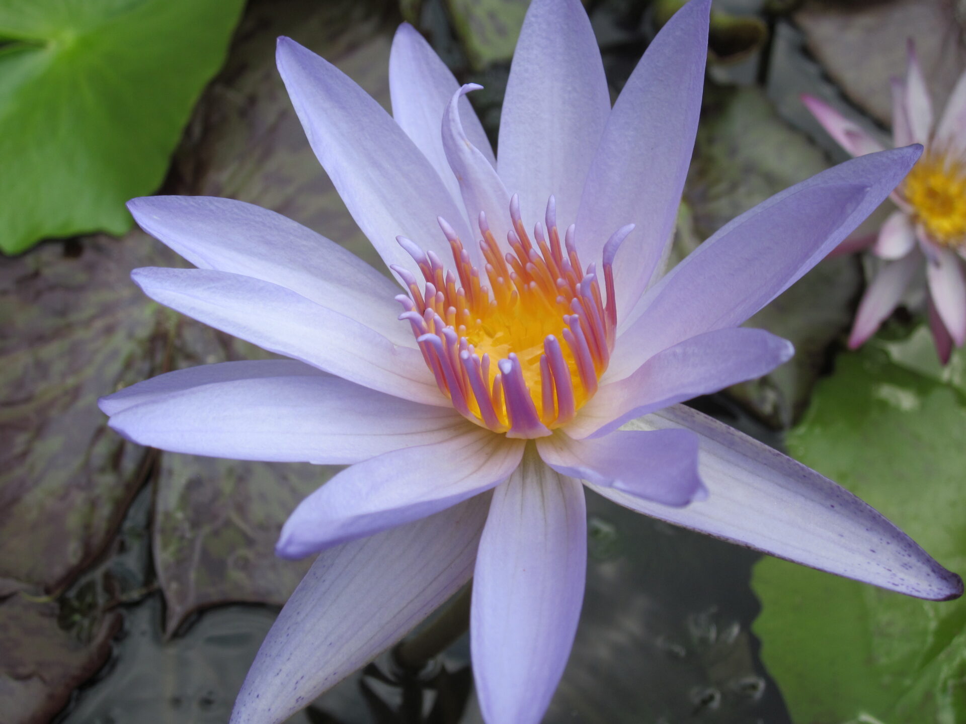 Nymphaea 'Blue Bop' - immagine 2