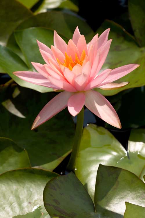 Nymphaea 'Colorado' - immagine 3