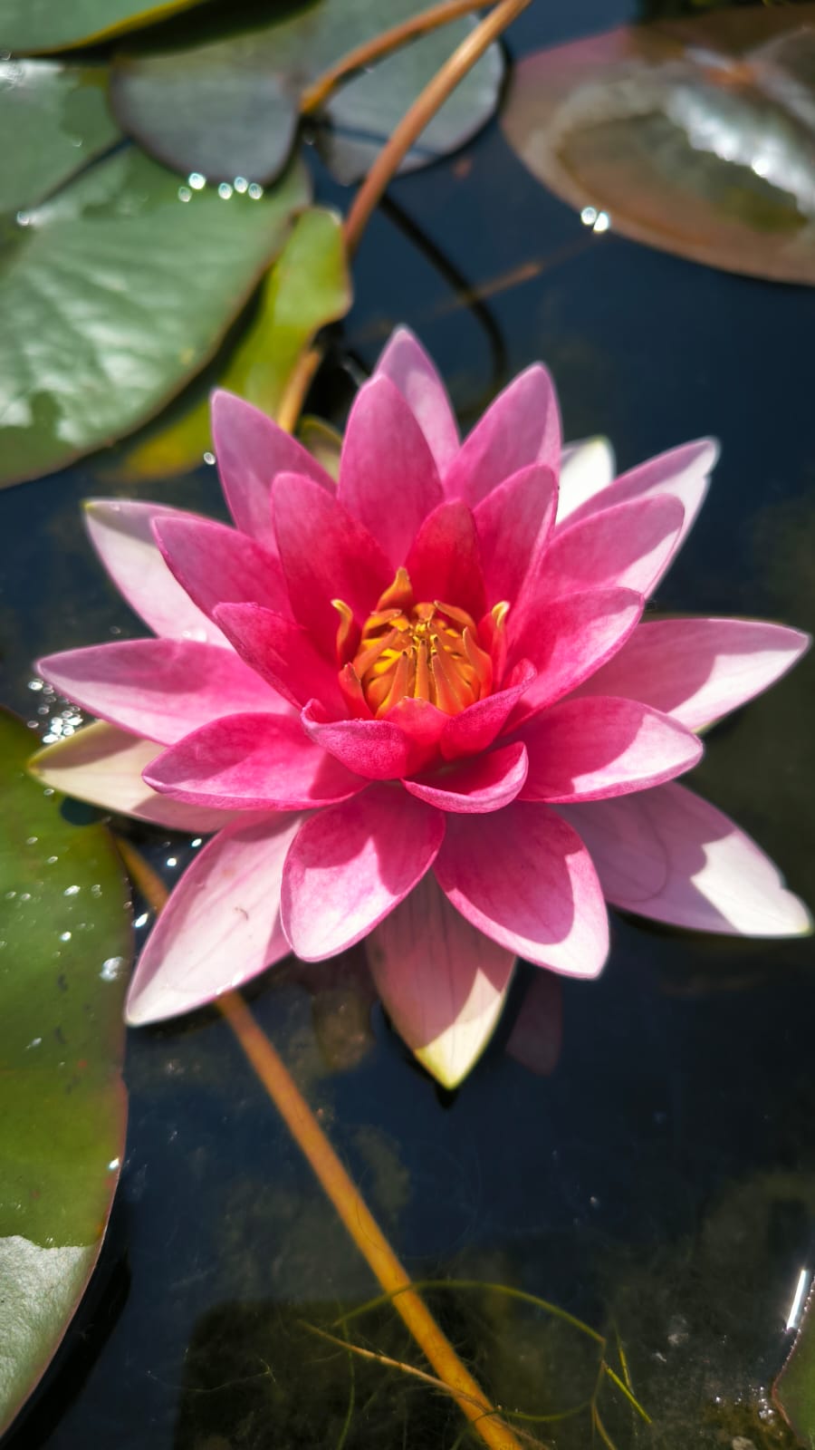 Nymphaea 'Froebeli' - immagine 2