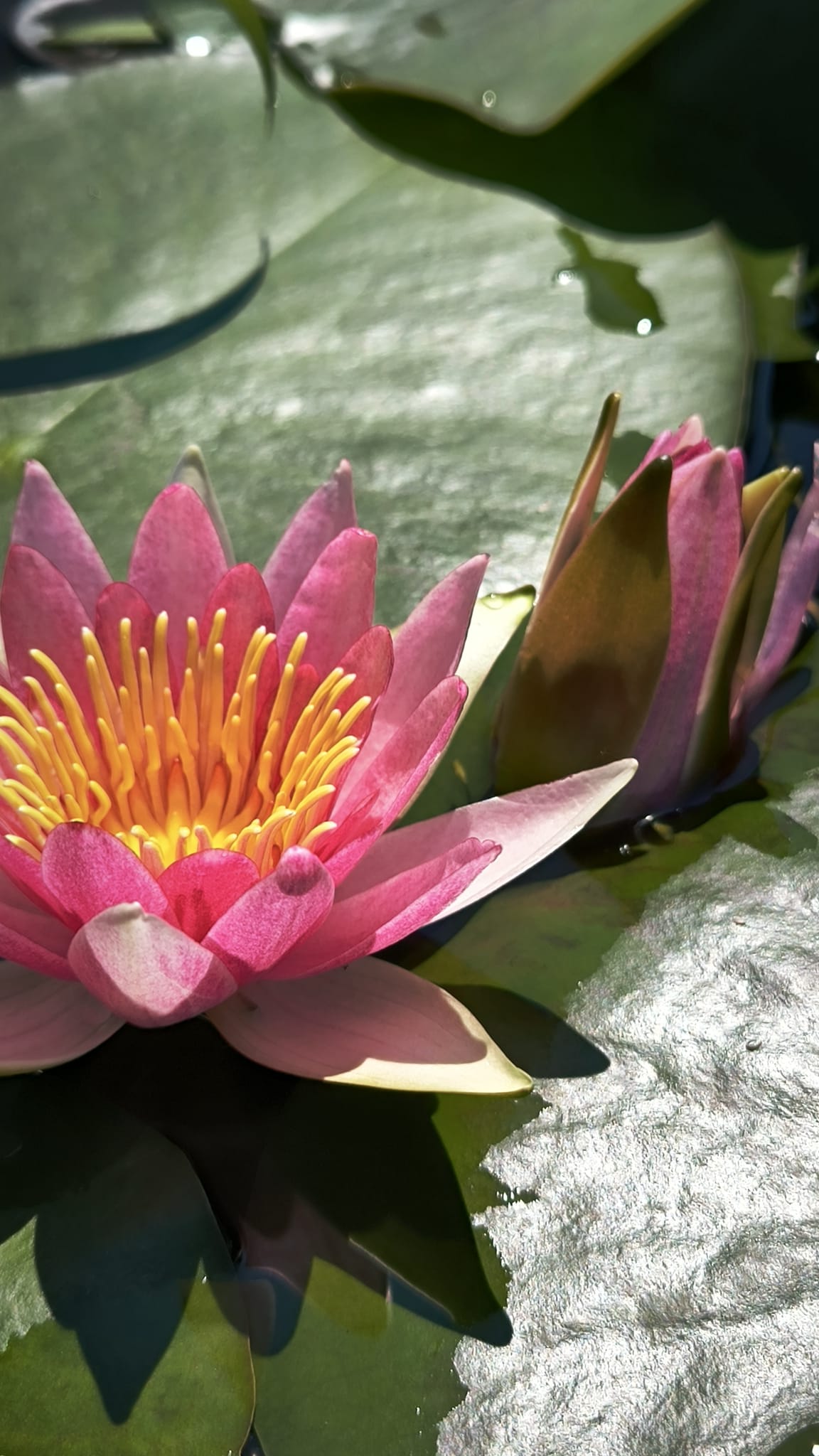 Nymphaea 'Newton' - immagine 2