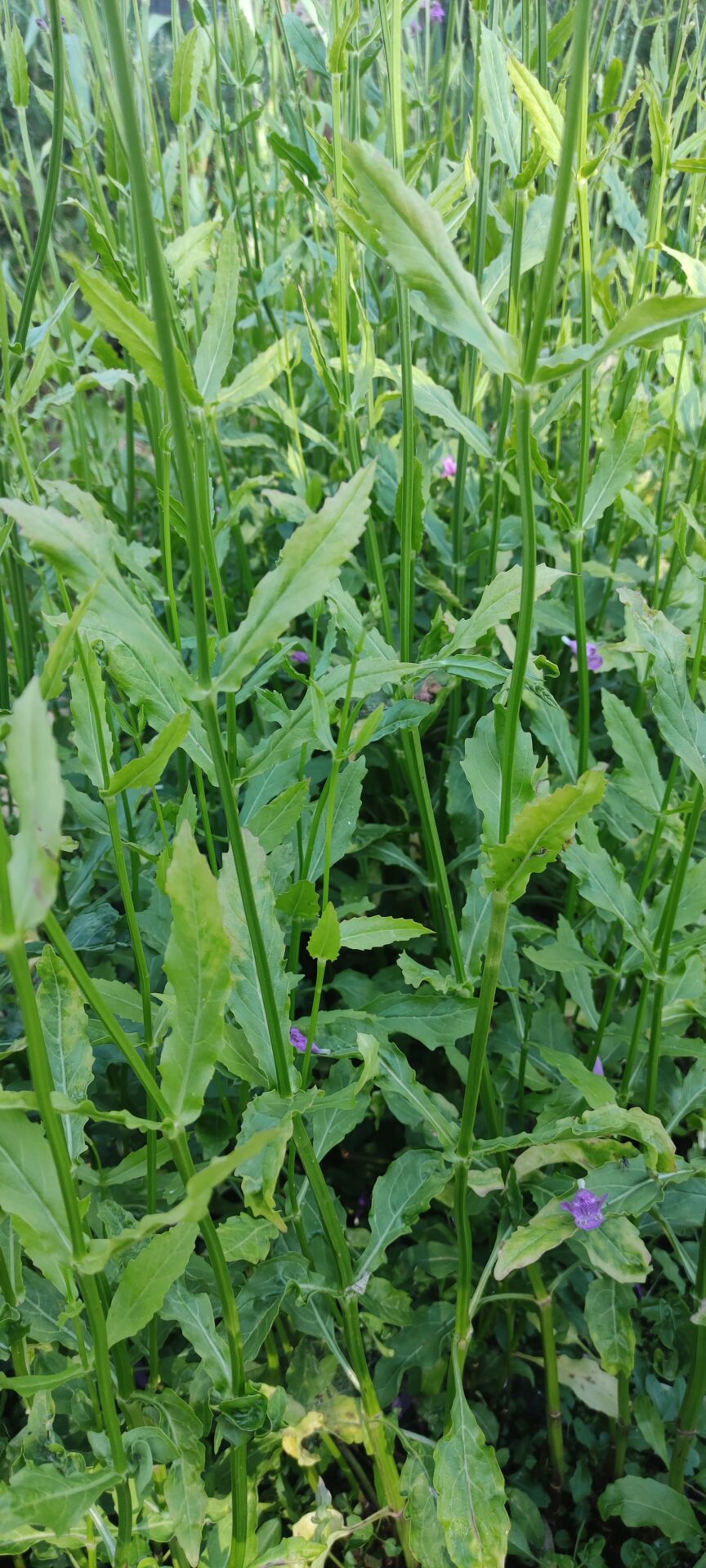 Physostegia virginiana - immagine 2
