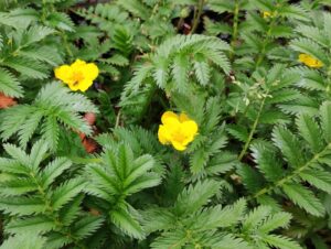 Potentilla anserina