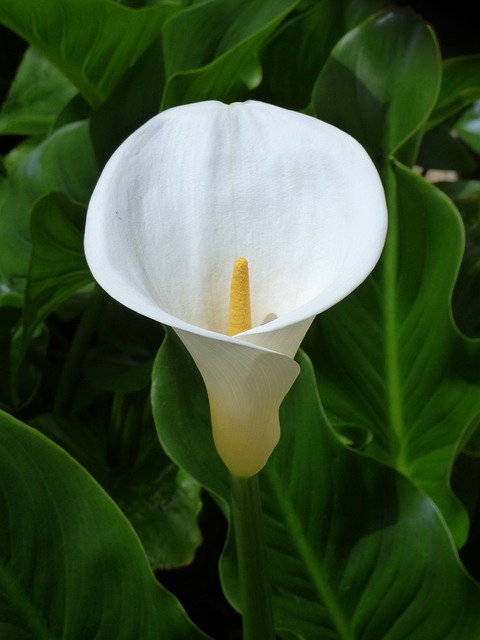 Zantedeschia aethiopica