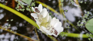 Aponogeton distachyos
