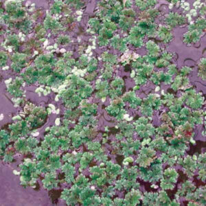 Azolla filiculoides