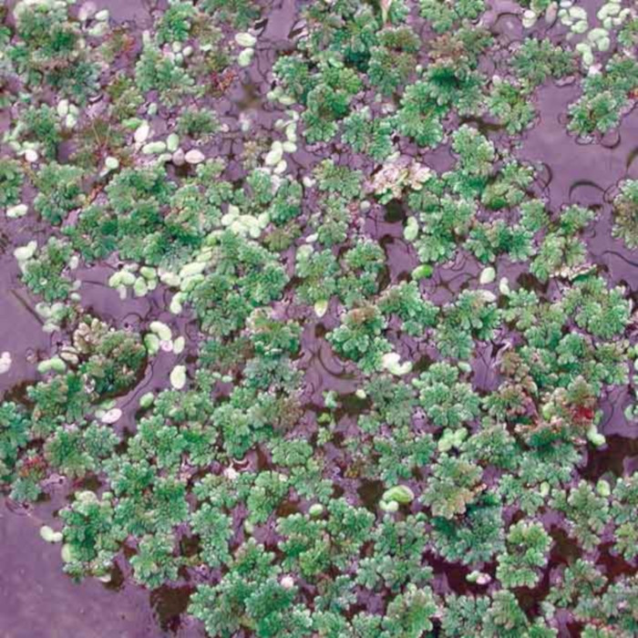 Azolla filiculoides