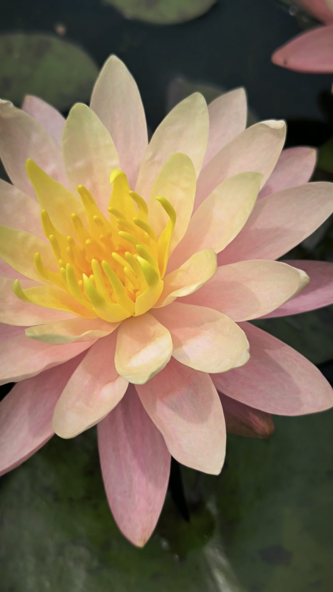 Nymphaea 'Barbara Dobbins' - immagine 3