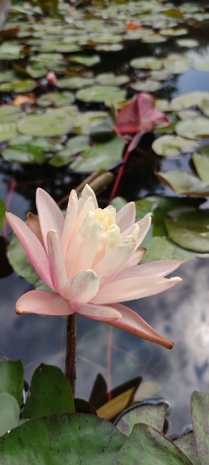 Nymphaea 'Barbara Dobbins' - immagine 2