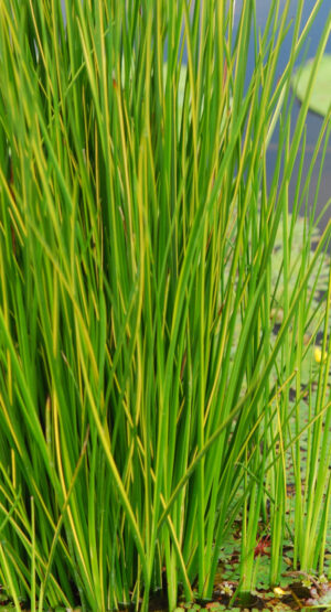Baumea rubiginosa 'Variegata'