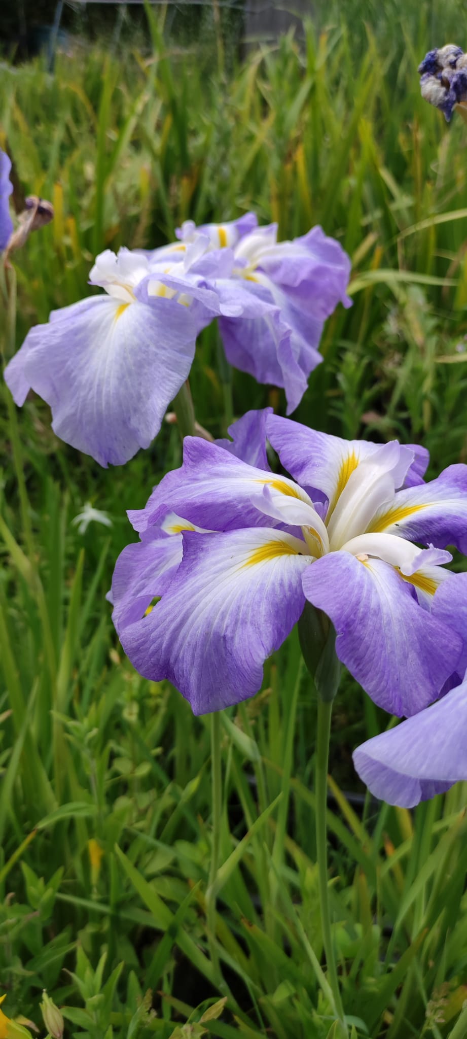 Iris ensata 'Blue Wave' - immagine 2