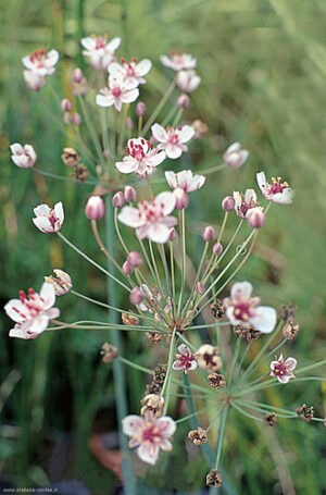 Butomus umbellatus