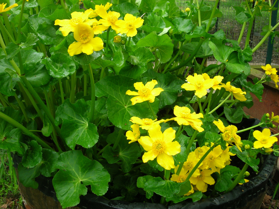 Caltha palustris - immagine 2